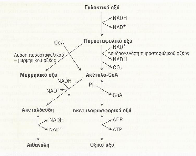 Επιτάχυνση του Σταδίου Ωρίμανσης - Επίδραση της Υπερυψηλής Πίεσης σε Ένζυμα Τυριού και στο Στάδιο της Ωρίμανσης Κατά την οξυγαλακτική ζύμωση της λακτόζης, παράλληλα με την παραγωγή του γαλακτικού