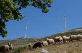 Ας δούμε λοιπόν μερικούς μύθους και τις αντίστοιχες αλήθειες για την αιολική ενέργεια. Μύθος: Οι ανεμογεννήτριες επιβαρύνουν το τοπίο.