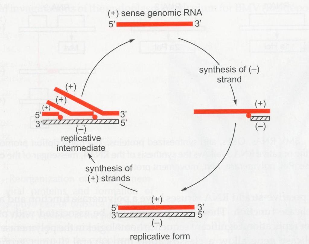 RNA πολυμεράση Η RNA πολυμεράση του ιού (RP) κάνει (-)