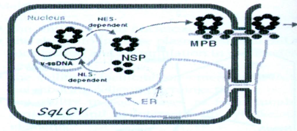 Μοντέλα διακυτταρικής μετακίνησης των ιών πυρήνας NSP MPB ΕΔ NSP: πρωτεΐνη μεταφοράς v-ssdna από πυρήνα στο