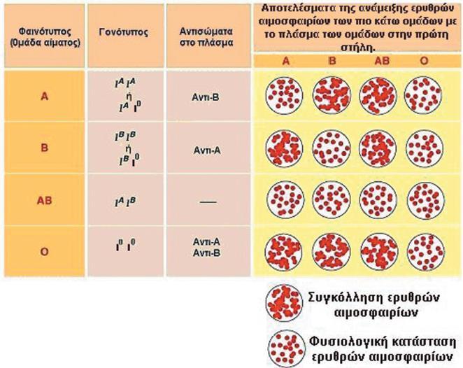 16 Αυτοσωματική επικρατής κληρονομικότητα Κάποιες παθήσεις ελέγχονται από επικρατή γονίδια. Δηλαδή ένα ετερόζυγο άτομα θα έχει την πάθηση αυτή.