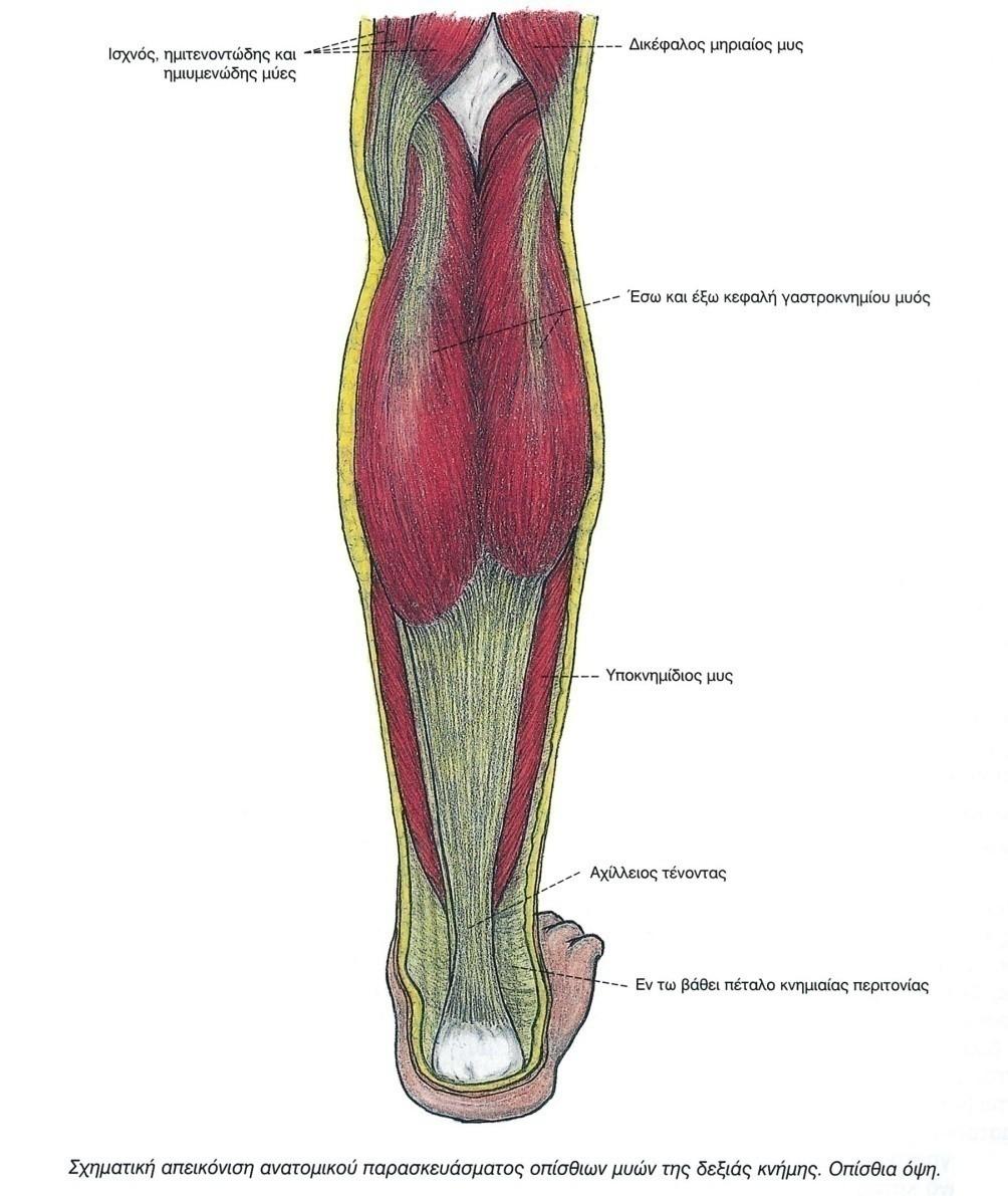 21 Ο γαστροκνήμιος είναι ένας ατρακτοειδούς σχήματος μυς που βρίσκεται περισσότερο πίσω (επιπολής) από όλους τους οπίσθιους μυς της κνήμης και του οποίου η γαστέρα διαμορφώνει, όπως έχει αναφερθεί,