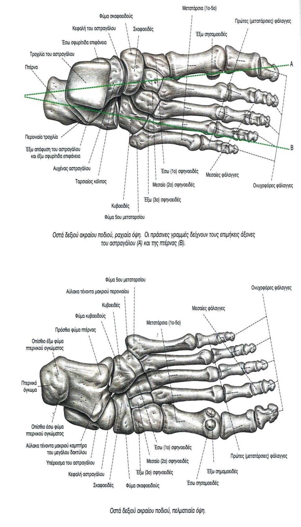 5 Εικόνα 2.4.: Ο σκελετός του ακραίου ποδιού Κεφάλαιο Β: Μυϊκό σύστημα 1) Μύες της πυέλου Α.