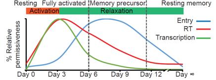 5/2/206 Latency results from infection of memory precursor cells Slide 6 of 54 Deng et al., submitted 0000 00
