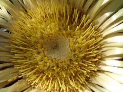 Carlina acanthifolia