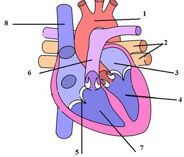 ζ) Να ονομάσετε τα μέρη της καρδιάς που παρουσιάζουν οι ενδείξεις 3,4,5 και 7.