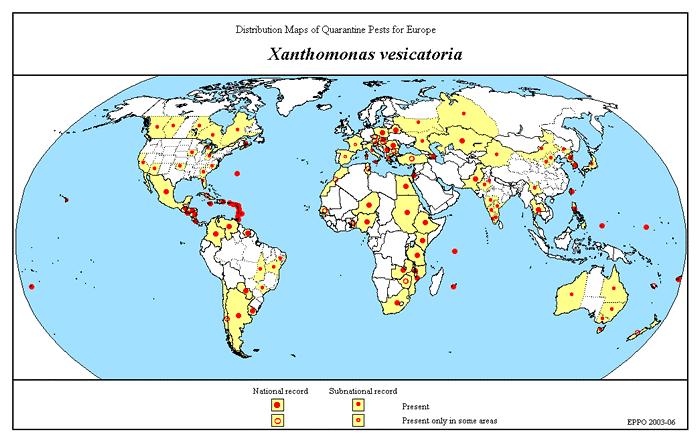 Vauterin et al., (1995) ταξινόµησαν τα έντονα αµυλολυτικά στελέχη ως X. vesicatoria και τα µη αµυλολυτικά στελέχη ως Xanthomonas axonopodis pv. vesicatoria. (Jones et al.