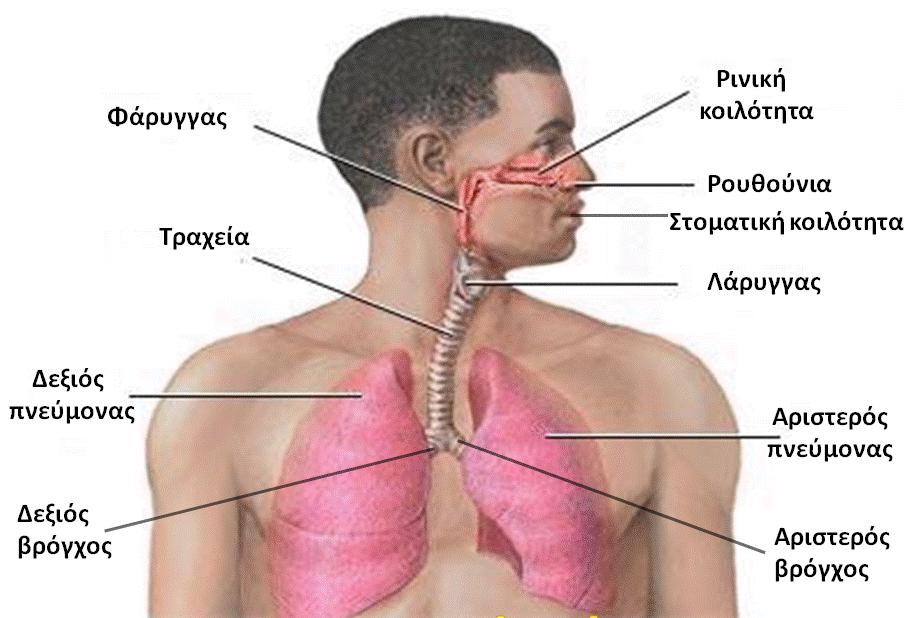 1.2 Ανατομία του αναπνευστικού συστήματος Το αναπνευστικό σύστημα διακρίνεται σε δύο τμήματα, την άνω και την κάτω αεροφόροοδό.