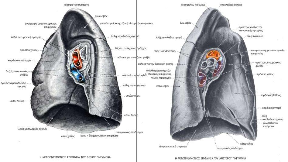 Εικόνα 2: Ανατομία των πνευμόνων Κάθε πνεύμονας έχει τρεις επιφάνειες (την εξωτερική ή πλευρική, την εσωτερική ή μεσοπνευμόνιο και την κάτω ή διαφραγματική) και τρία χείλη (το πρόσθιο, το οπίσθιο και