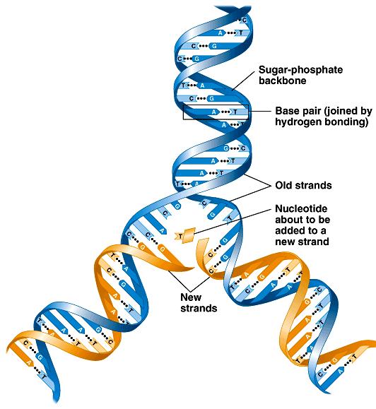 Οι Watson και Crick φαντάστηκαν µια διπλή έλικα η οποία ξετυλίγεται και κάθε