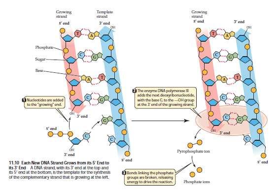 DNA πολυµεράσες Τα νέα µόρια DNA αρχίζουν να σχηµατίζονται, καθώς δηµιουργούνται δεσµοί υδρογόνου µεταξύ