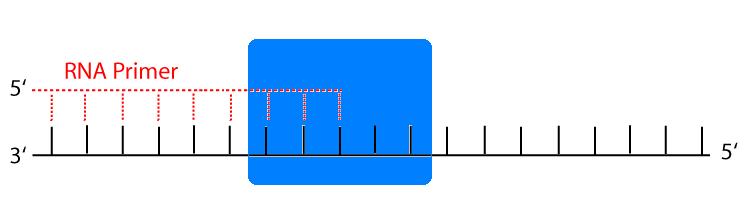 DNA πολυµεράσες 1.