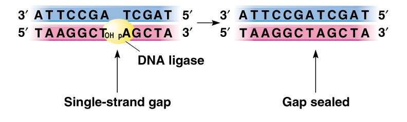 DNA δεσµάση Τα κοµµάτια της ασυνεχούς αλυσίδας συνδέονται µεταξύ τους µε τη βοήθεια ενός ενζύµου, που ονοµάζεται