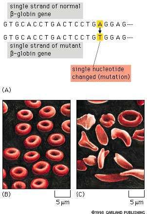 Επιδιόρθωση DNA Όπως τα προϊόντα ενός εργοστασίου ελέγχονται µε αρκετούς τρόπους, για να εξακριβωθεί