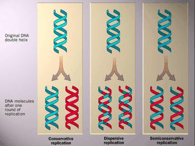 To DNA