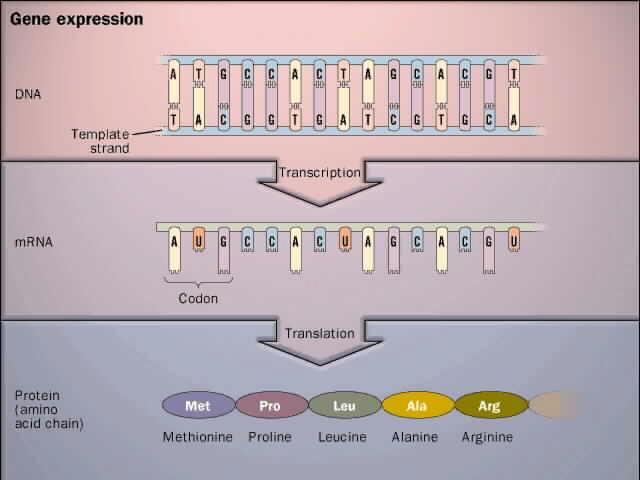 Η σημασία της γνώσης της Κυτταρικής και της Μοριακής Βιολογίας στην έκφραση ανασυνδυασμένων πρωτεϊνών 1) Μηχα