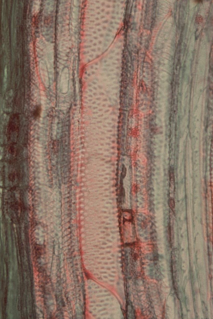 Pinus sp.