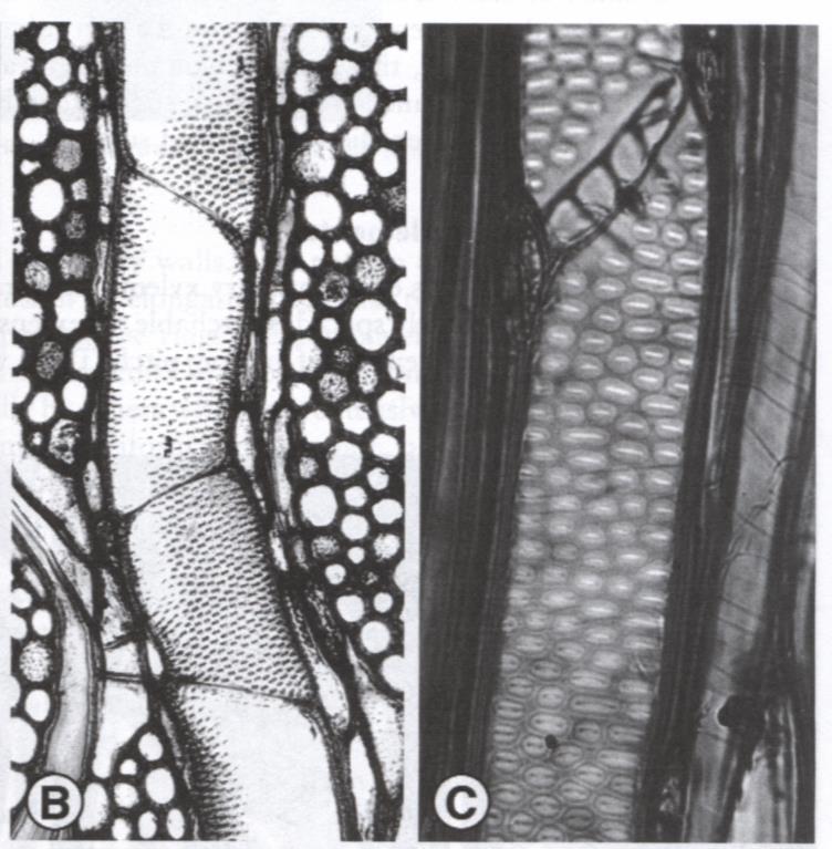 Abies sp.