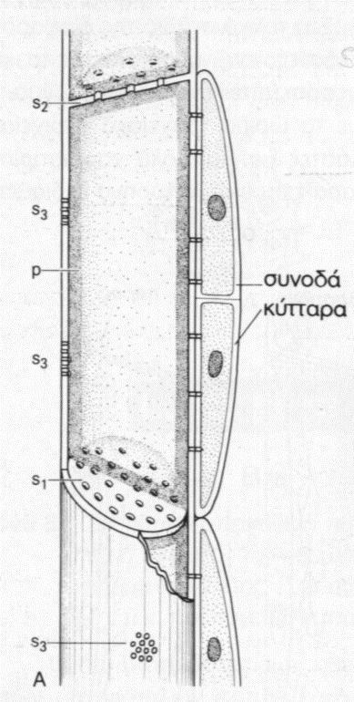 Ηθμοσωλήνες Μέσω των πόρων των ηθμωδών πλακών διέρχονται πλασμοδέσμες με τις οποίες διακινείται το