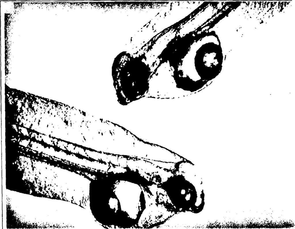 de/images/species/dilab I2.jpg) 3.10 