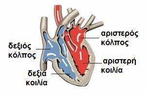 Τα λευκά αιμοσφαίρια είναι υπεύθυνα για την προστασία του οργανισμού από εισβολείς, όπως είναι οι μικροοργανισμοί που προκαλούν ασθένειες.