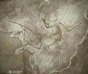 org) Η πρώτη εμφάνιση των πουλιών, εικάζεται πως έγινε κατά τα τέλη της Ιουρασικής περιόδου, δηλαδή περίπου 150 εκατομμύρια χρόνια πριν.