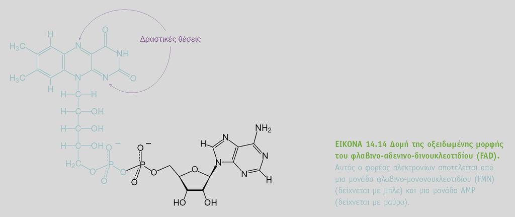 FAD είναι δέκτης ηλεκτρονίων σε αντιδράσεις του τύπου Το FAD δέχεται δυο άτομα Η αντίθετα με το NAD + που δέχεται