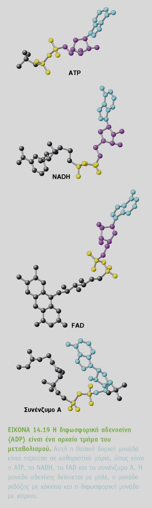 Εξέλιξη των μεταβολικών πορειών Οι ενεργοποιημένοι φορείς ATP, NADH, FADH2 και συνένζυμο Α Περιέχουν μονάδες φωσφορικής αδενοσίνης Μια πιθανή εξήγηση είναι ότι τα παραπάνω μόρια εξελίχθηκαν από τους