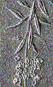 1 Εικόνα 7: Καρποφόρος κλάδος ελιάς ποικιλίας Μαστοειδής 1.3.8 Μαυρελιά Φέρει και τις συνωνυμίες: Μεθωνιά και Μουρατολιά.