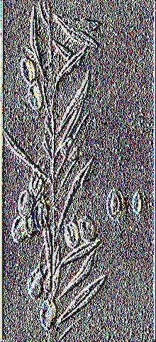 Εικόνα 13: Καρποφόρος κλάδος ελιάς ποικιλίας Αγουρομανακολιά 1.3.14 Αδραμυττινή Φέρει και τις συνωνυμίες: Αϊβαλιώτισσα, Μυτιλινιά, Καγδαγλίτισσα, Περαϊκή και Φραγκολιά.