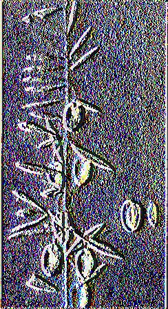 Εικόνα 21: Καρποφόρος κλάδος ελιάς ποικιλίας Αμυγδαλολιά 1.3.