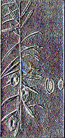 Εικόνα 27: Καρποφόρος κλάδος ελιάς ποικιλίας Κοθρέϊκη 1.3.28 Κολυμπάδα Φέρει και τις συνωνυμίες: Καρυδολιά, Κολυμπάτη, Μηλολιά, Στρουμπουλολιά.