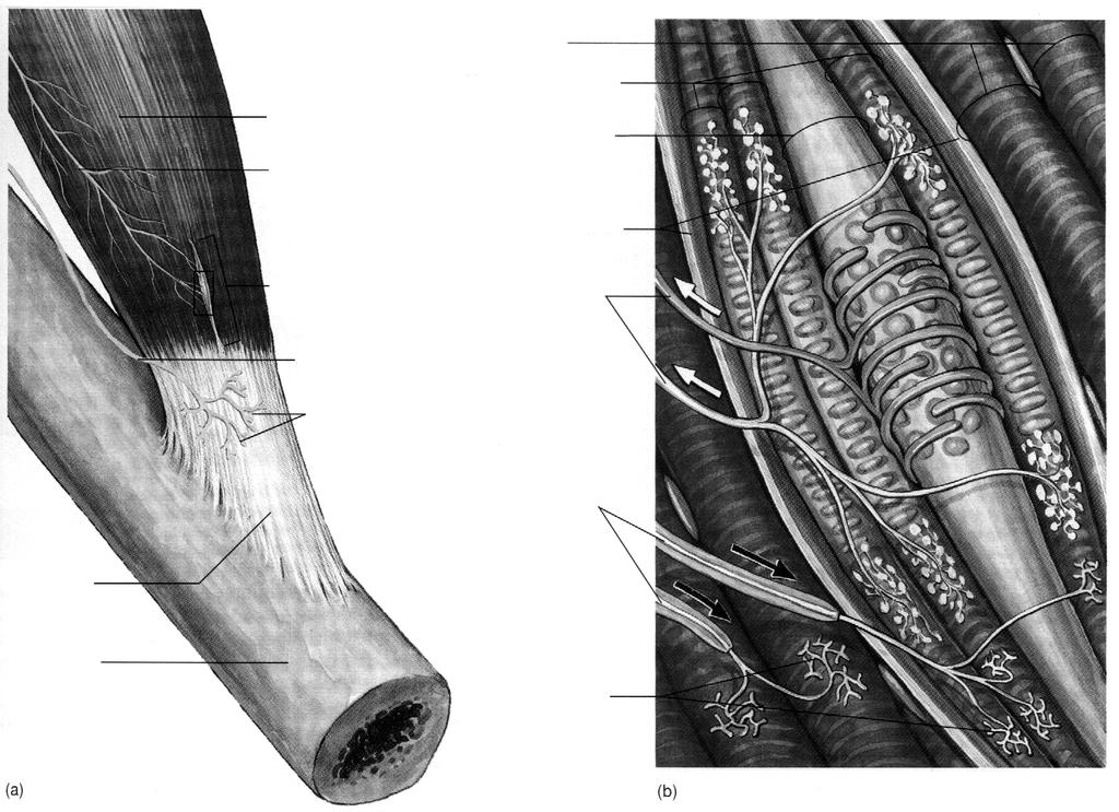 B. Organul tendinos Golgi este o formatiune musculo-tendinoasa mai putin frecventa, comparativ cu fusurile (raportul este in medie de 1/3), bine reprezentata in muschii cu contractie lenta.