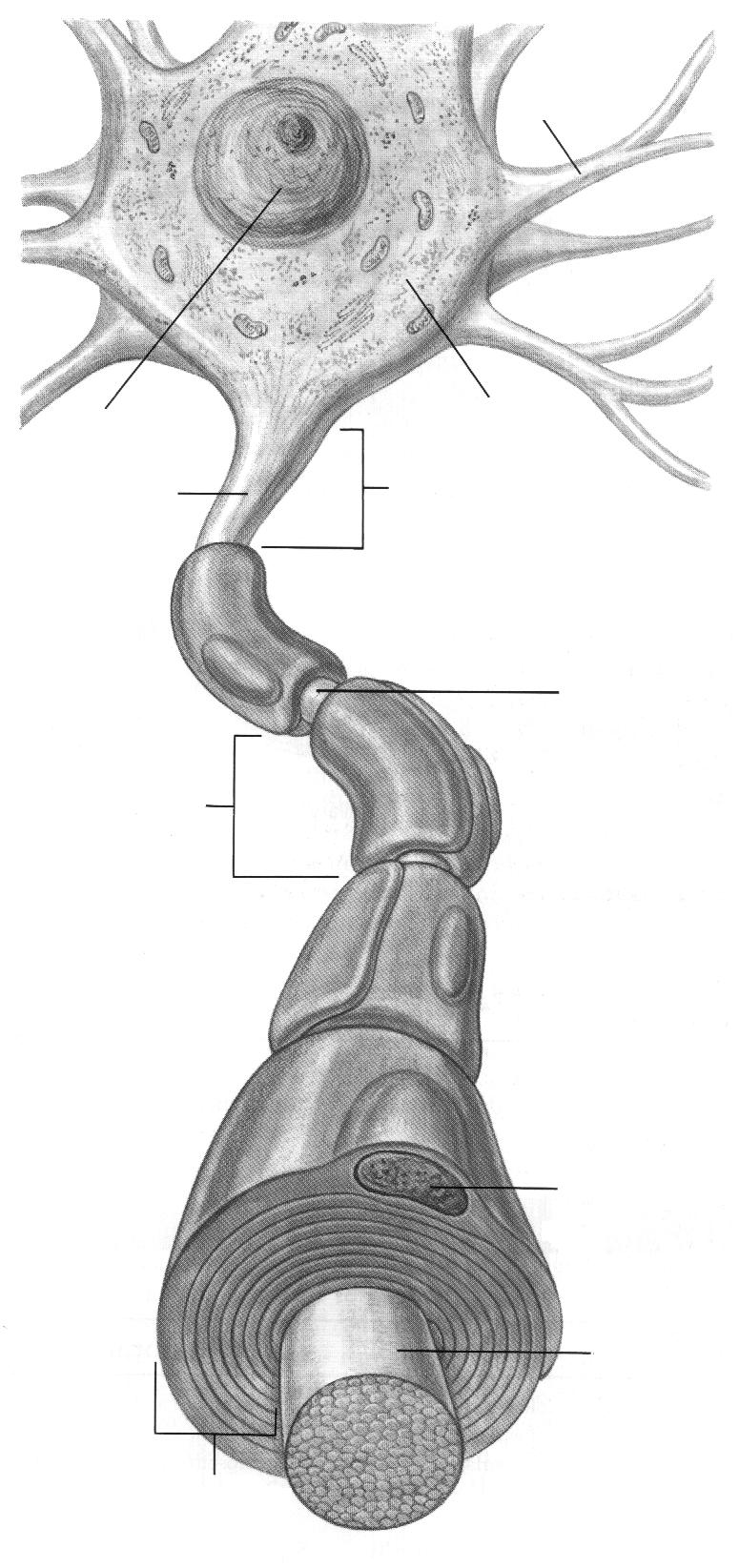 neurofibrile, numeroase mitocondrii, precum si vezicule in care este stocata o substanta (mediator chimic). Axonii conduc impulsul nervos centrifug (eferent).