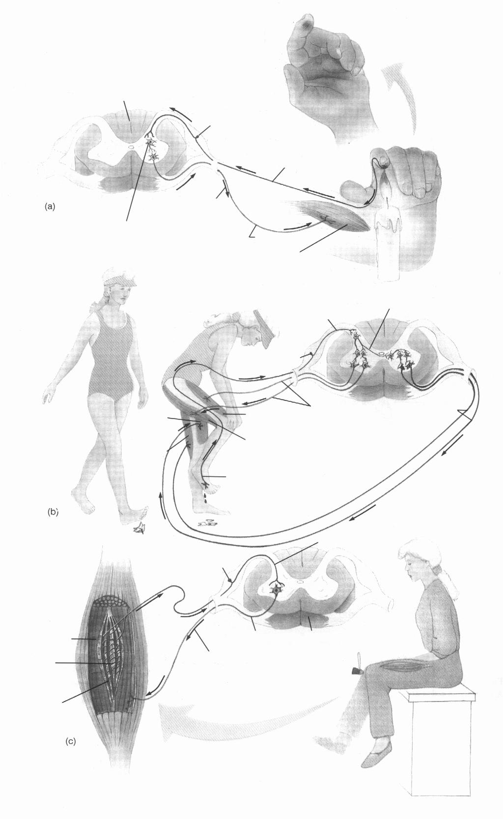 Maduva Corp neuronal Cale aferenta Impuls nervos Cale eferenta Efector Cale aferenta Neuroni intercalari N. motor coapsa dreapta Flexori stimulati Extensori inhibati N.