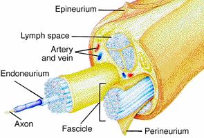 INTRODUCERE IN STUDIUL SISTEMULUI NERVOS PERIFERIC Legatura dintre SNC si restul tesuturilor si organelor se face prin sistemul nervos periferic.