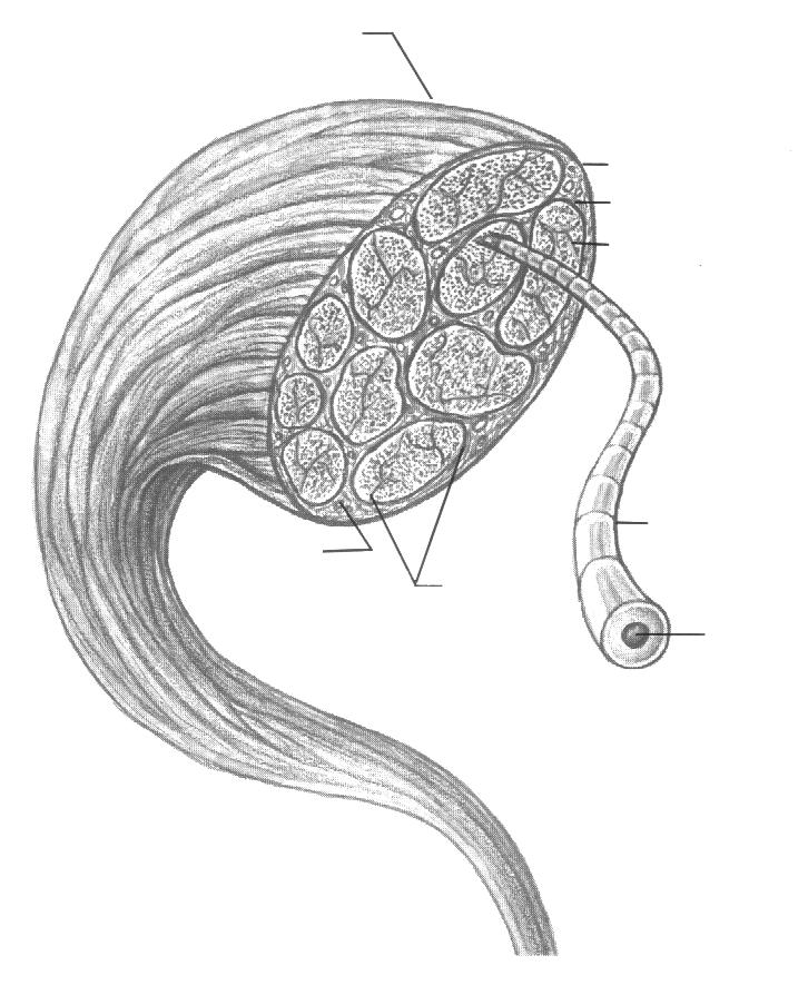 sau ramificatii colaterale. Nervii (cranieni sau spinali) leaga sistemul cerebrospinal de organe si invers in functie de polarizarea influxului nervos.