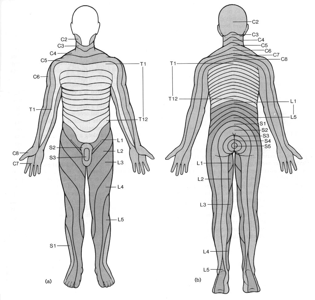 Zonele de inervatie ale tegumentelor (dermatoamele) sunt foarte bine precizate la ora actuala. Figura 2.51.