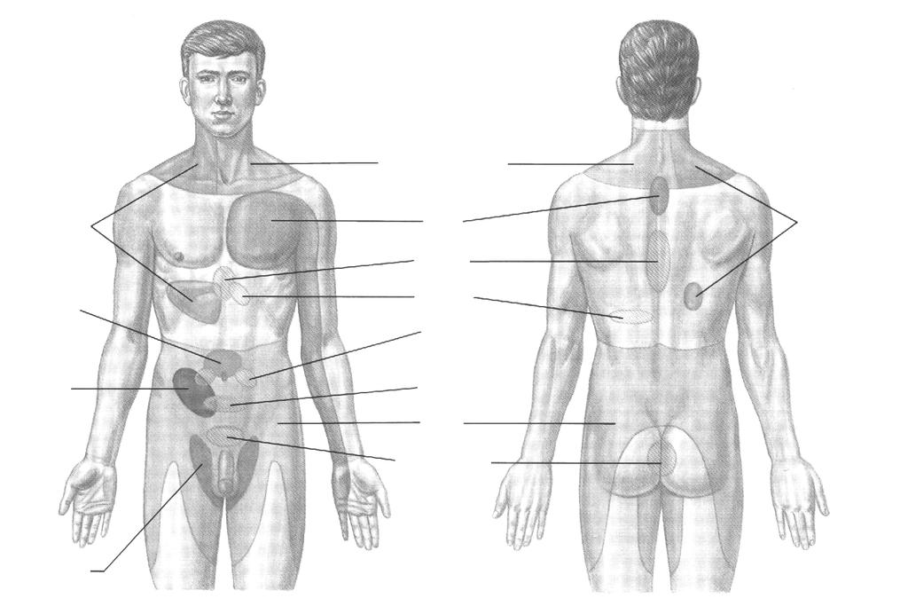 Ficat, colecist Intestin subtire Apendice Plaman, diafragm Inima Stomac Pancreas Ovar Colon rinichi vezica urinara Ficat, colecist Ureter Figura 2.52.