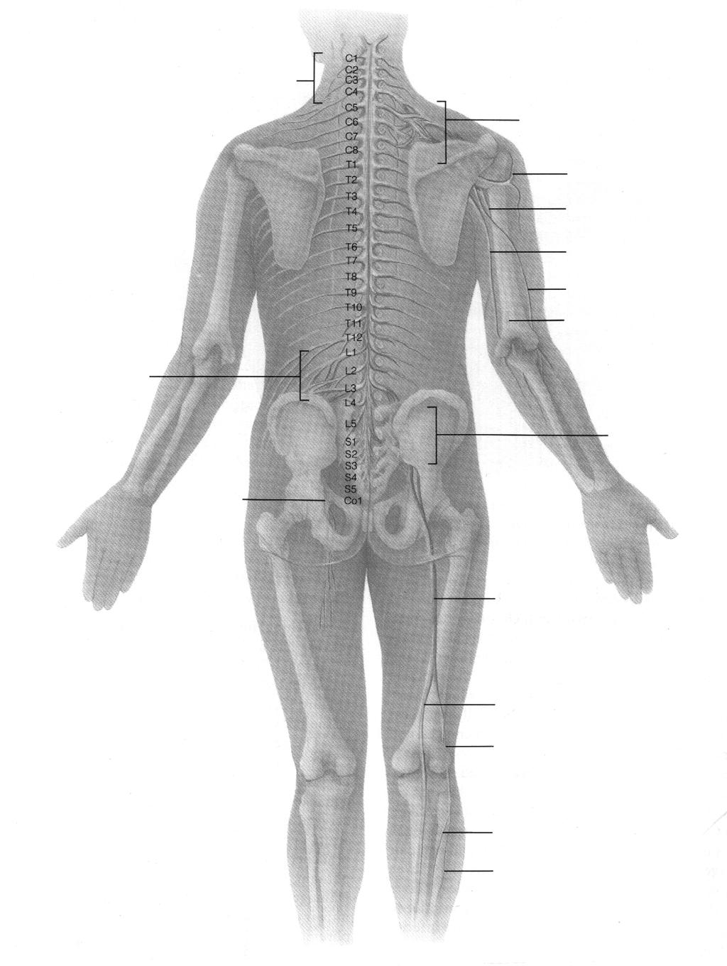 Plex cervical Plex brahial n. axilar n. musculocutanat n. ulnar n. radial n. median Plex lombar Plex sacrat n. femural n.