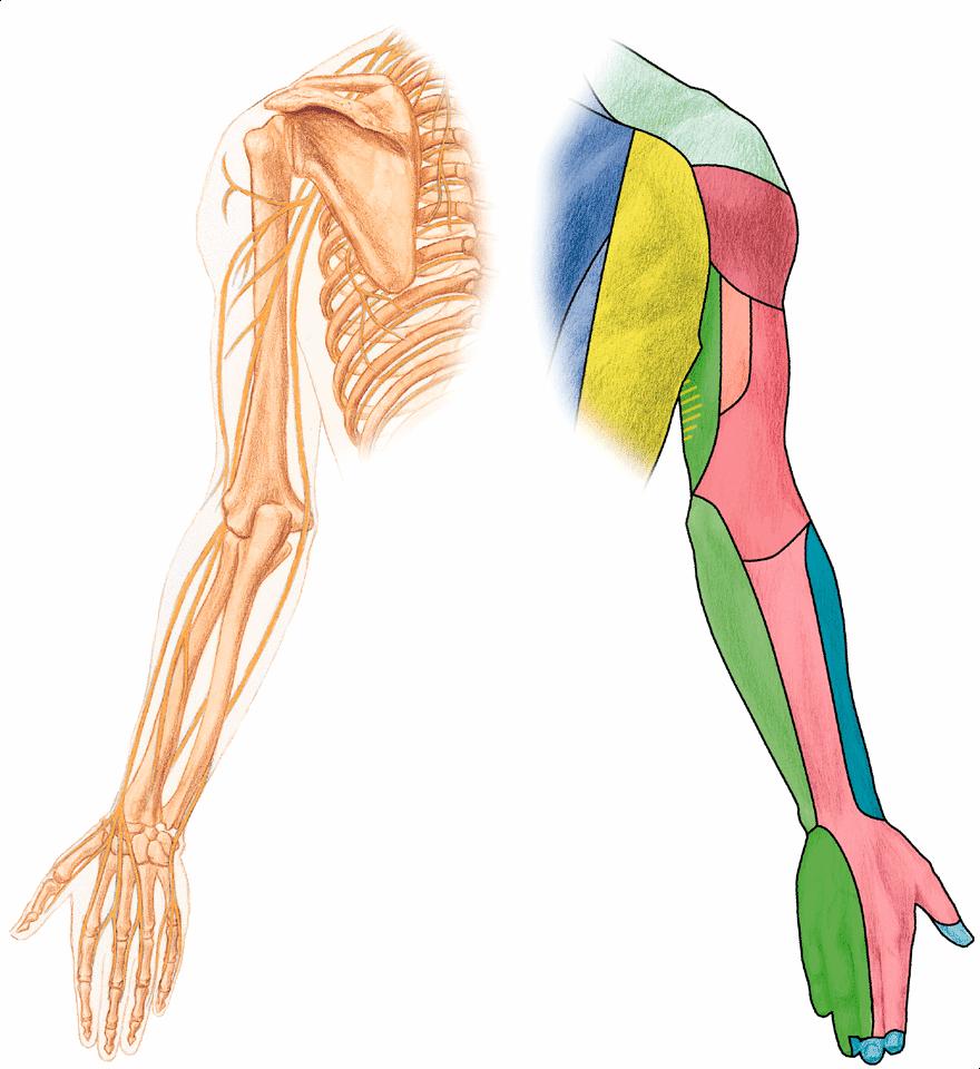n. supraclavicular A n. brahial cutanat lateral superior n. brahial cutanat medial n. brahial cutanat lateral inferior n. axilar n. musculocutanat n. brahial cutanat lateral superior n. brahial cutanat posterior n.