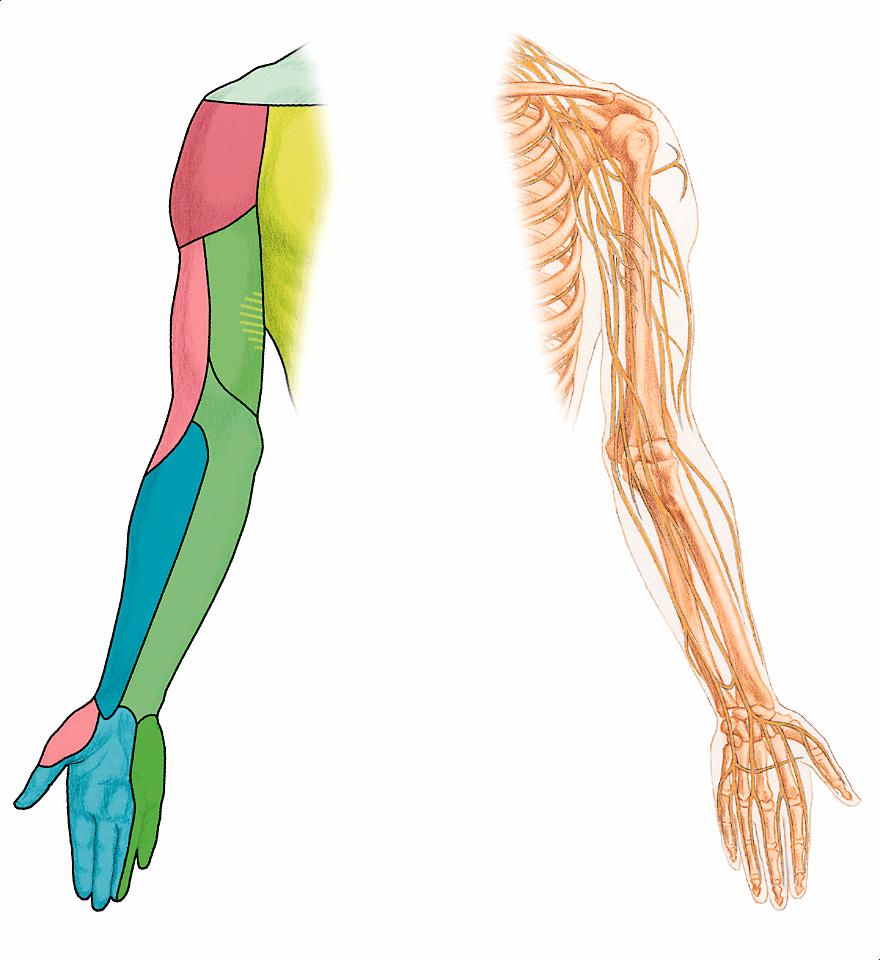 digitali (ram. n. n. median B n. supraclavicular n. brahial cutanat lateral superior n. brahial cutanat posterior n. brahial cutanat medial n. brahial cutanat lateral inferior n.