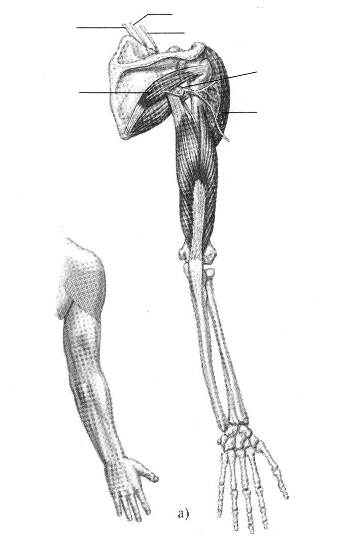 Fascicul medial Fascicul posterior Fascicul lateral m. rotund mic n.
