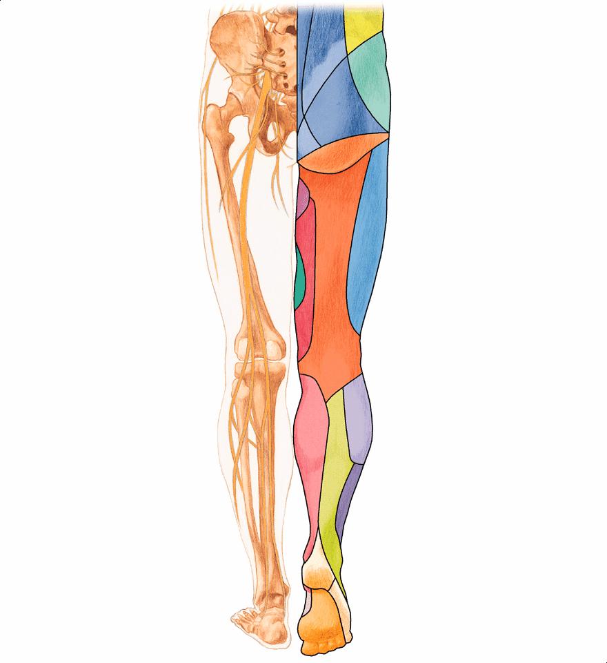 n. gluteal superior n. gluteal inferior n. sciatic n. iliohipogastric n. gluteal superior n. gluteal medial n. cutanat posterior al coapsei n. cutanat lateral al coapsei n. genitofemural (ram.