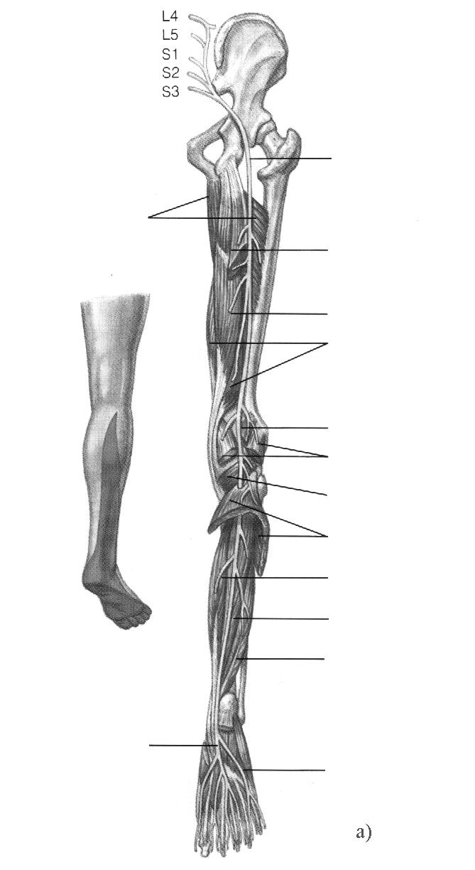 n. tibial m. adductor mare cap lung biceps femural m. semitendinos m. semimembranos n. plantar m. gastrocnemian m. popliteu m. solear m.