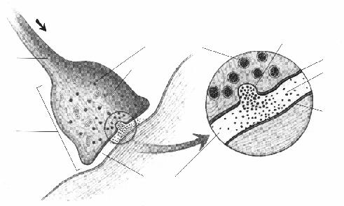 Axon Impuls nervos Vezicule sinaptice Mitocondrie Vezicule eliberand neurotransmitatori Membrana presinaptica Neurotransmitator Buton terminal Membrana postsinaptica Fanta sinaptica Figura 2.41. A.