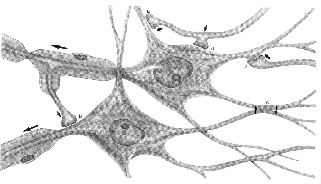 Neurotransmitatori Neurotransmitatorii sunt substante chimice eliberate la nivelul terminatiilor nervoase presinaptice si care se fixeaza pe situsuri receptoare specifice de la nivelul neuronilor