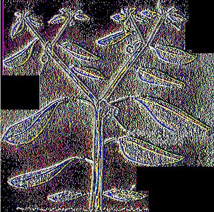 5 ΒΟΤΑΝΙΚΑ ΧΑΡΑΚΤΗΡΙΣΤΙΚΑ ΤΟΥ ΦΥΤΟΥ Η πιπεριά είναι φυτό οφθαλμός τρίτης τάξης μονοετές στις εύκρατες ζώνες, ποώδες, ελαφρά ξυλώδες στη οφθαλμός δευτέρας τάξης βάση, πολύκλαδο και ορθόκλαδο, με ύψος