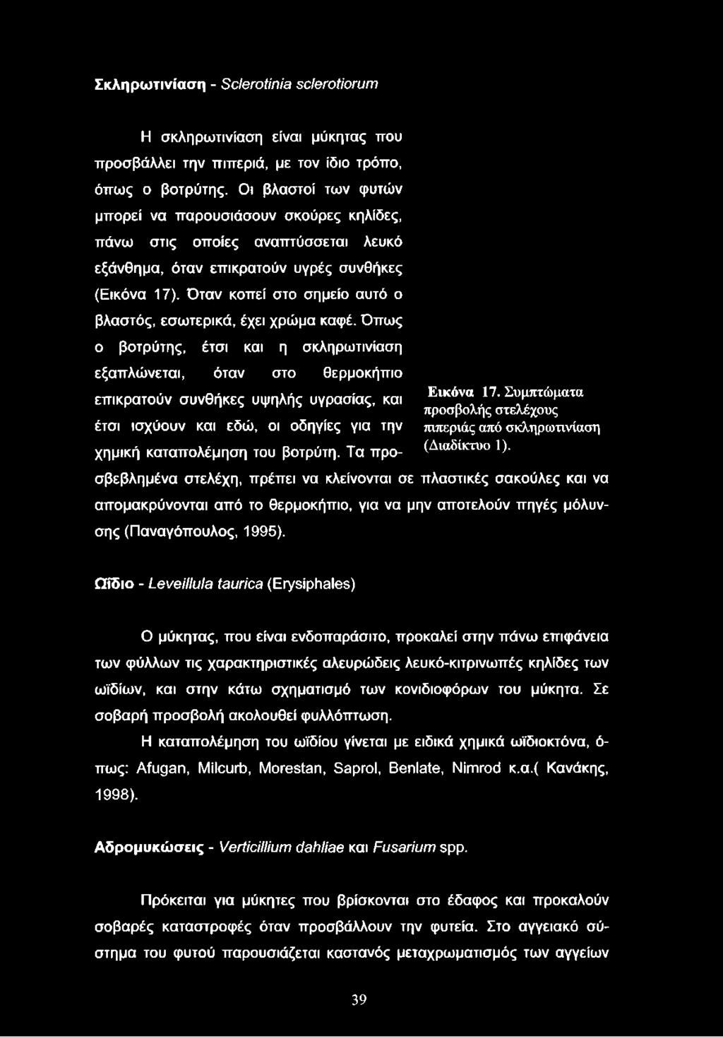 Όταν κοπεί στο σημείο αυτό ο βλαστός, εσωτερικά, έχει χρώμα καφέ.