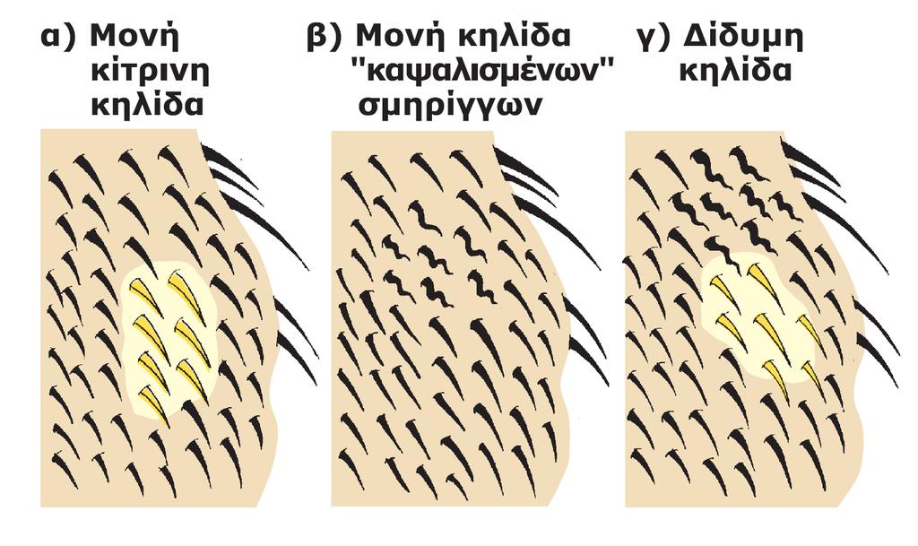 Ο διαυχοιρμόπ ςξσ ταιμξςύπξσ ρςημ επιτάμεια ςξσ ρώμαςξπ εμόπ ρςελέυξσπ y + sn / y sn + ςηπ Drosophila.